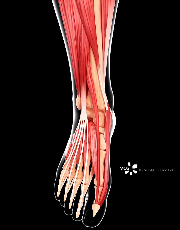人类足部肌肉组织，电脑艺术作品图片素材