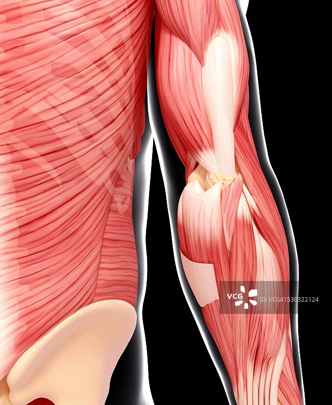 人类肌肉组织，电脑艺术品。图片素材