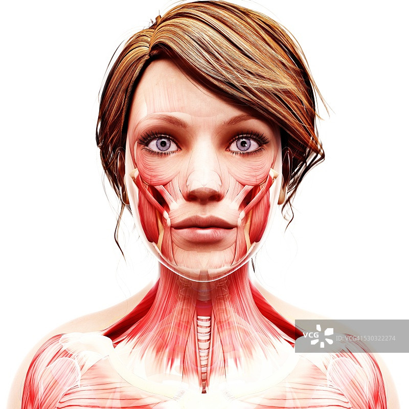 女性头部肌肉结构，电脑艺术作品图片素材