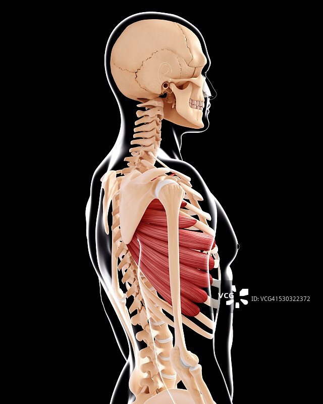 人类肌肉组织，电脑艺术品。图片素材