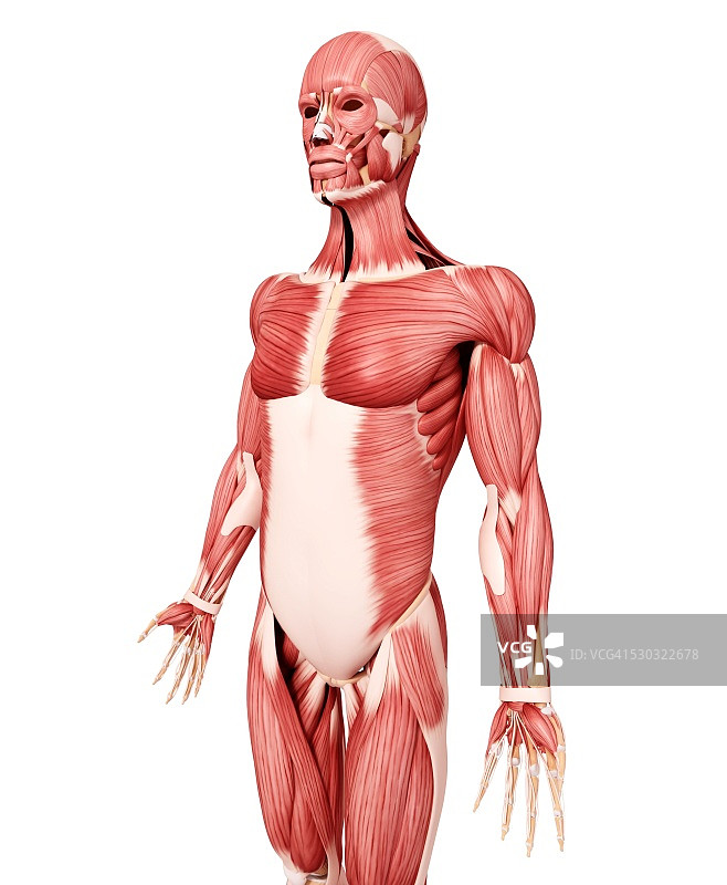 人类肌肉组织，电脑艺术品。图片素材