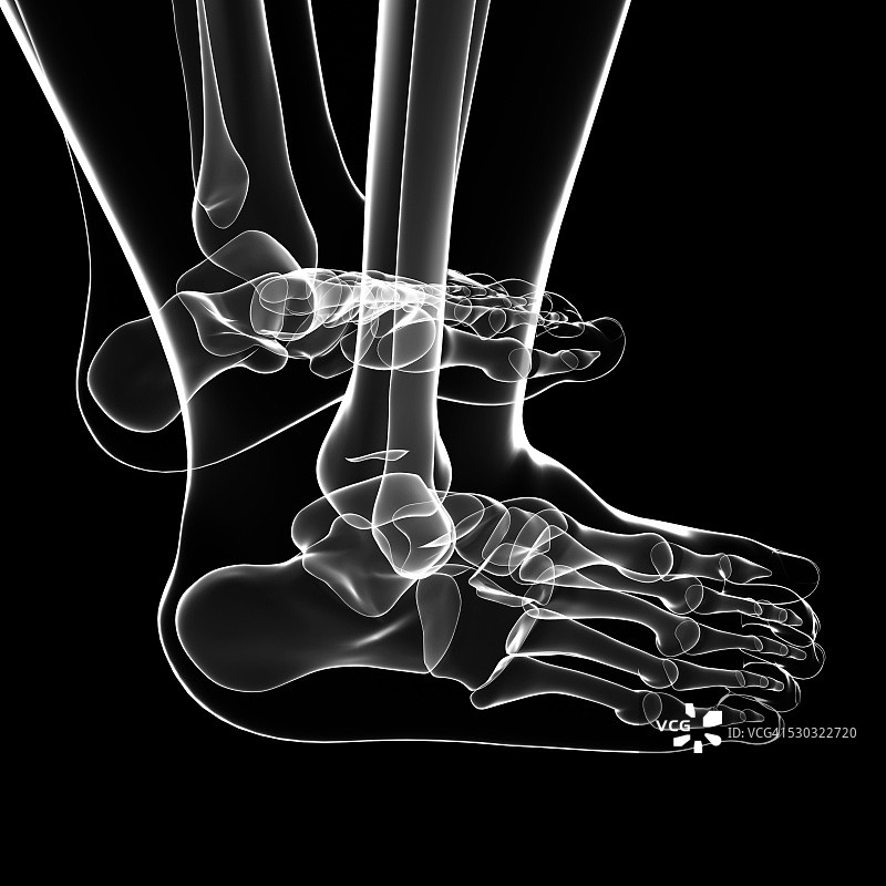 人类足部骨骼电脑图图片素材