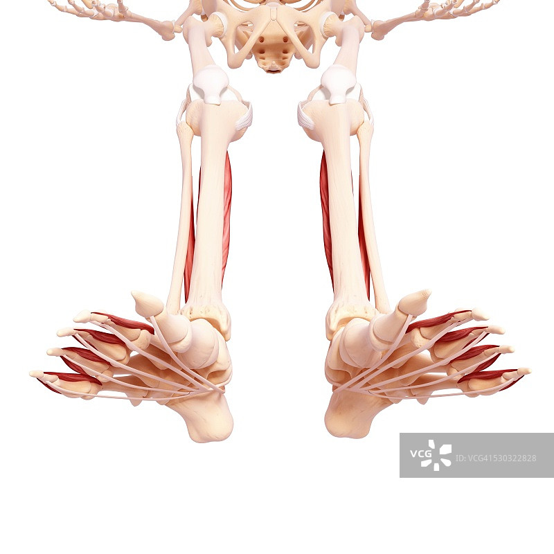 人类腿部肌肉组织，电脑艺术品。图片素材