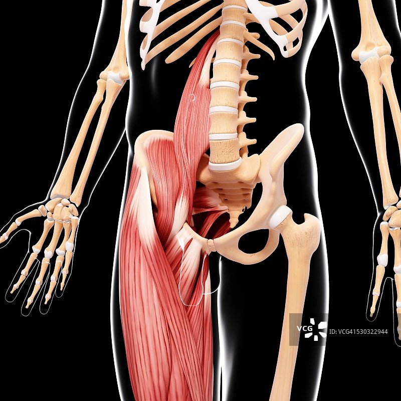 人类肌肉组织，电脑艺术品。图片素材