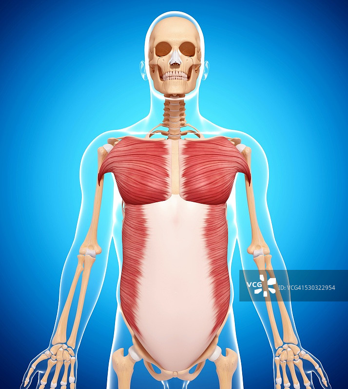 人类肌肉组织，电脑艺术品。图片素材