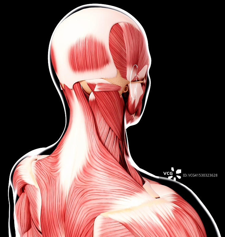 人类肌肉组织，电脑艺术品。图片素材