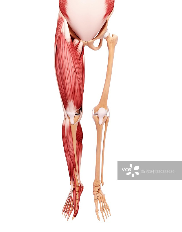 人类腿部肌肉组织，电脑艺术品。图片素材