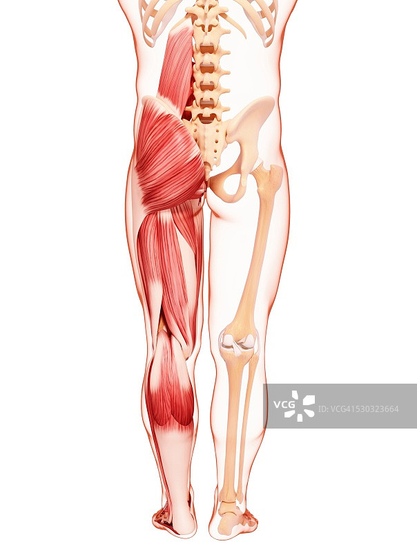 人类腿部肌肉组织，电脑艺术品。图片素材