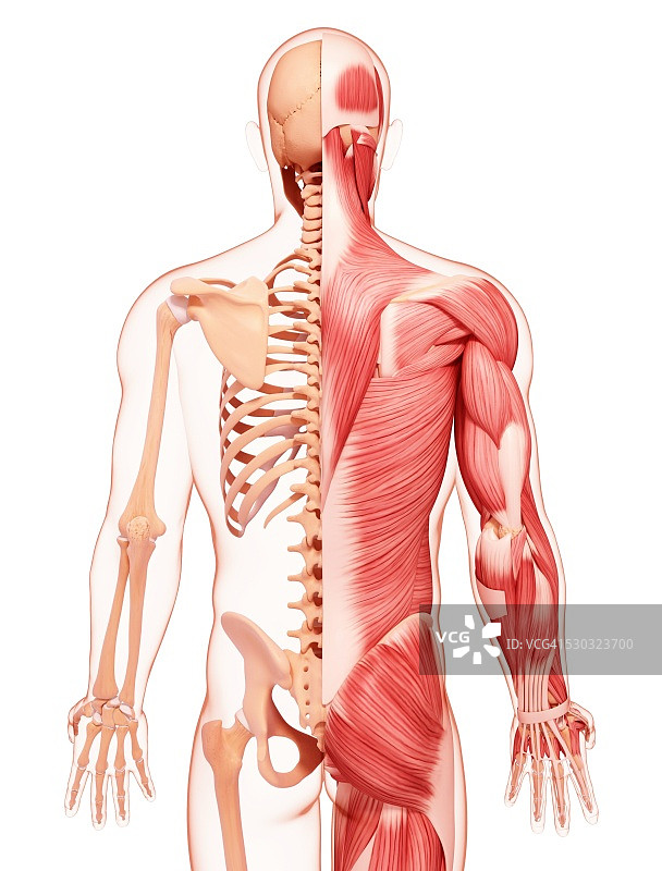 人类肌肉组织，电脑艺术品。图片素材