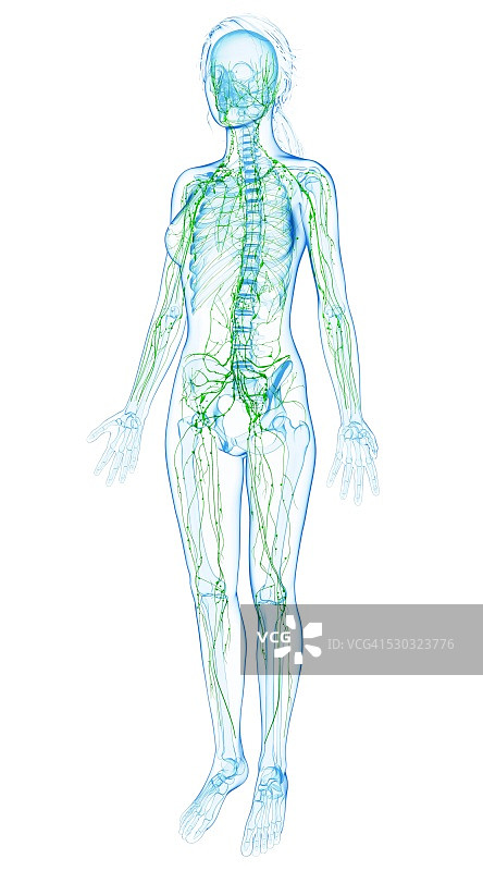 女性淋巴系统电脑图图片素材