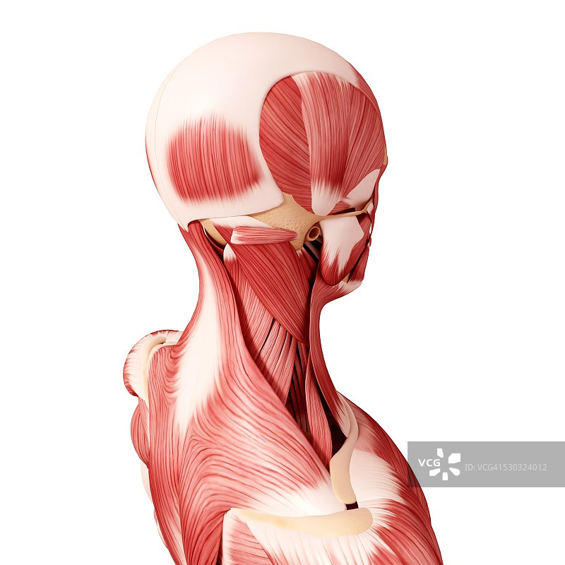 人脑肌肉组织电脑艺术图图片素材