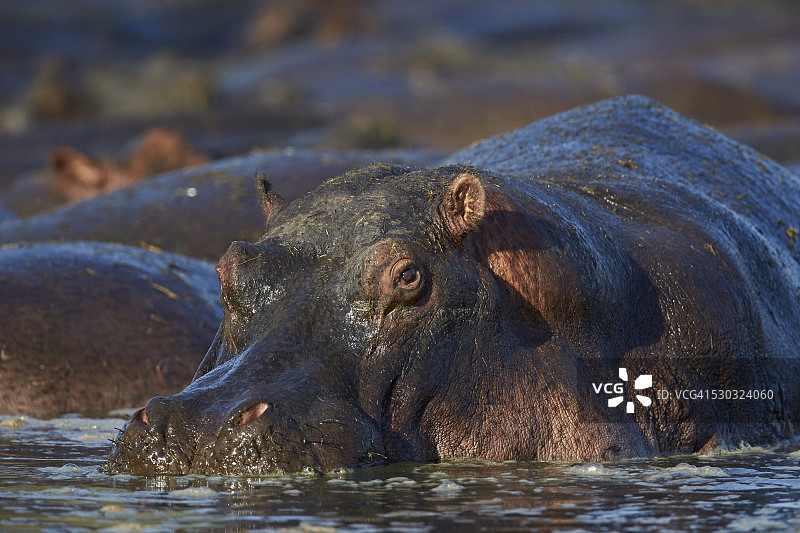 坦桑尼亚塞伦盖蒂国家公园的河马图片素材