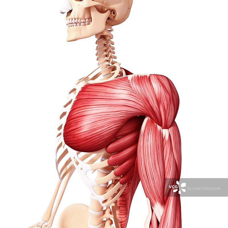 人类肌肉组织，电脑艺术品。图片素材