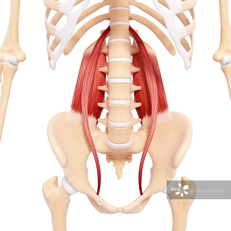人类肌肉组织，电脑艺术品。图片素材