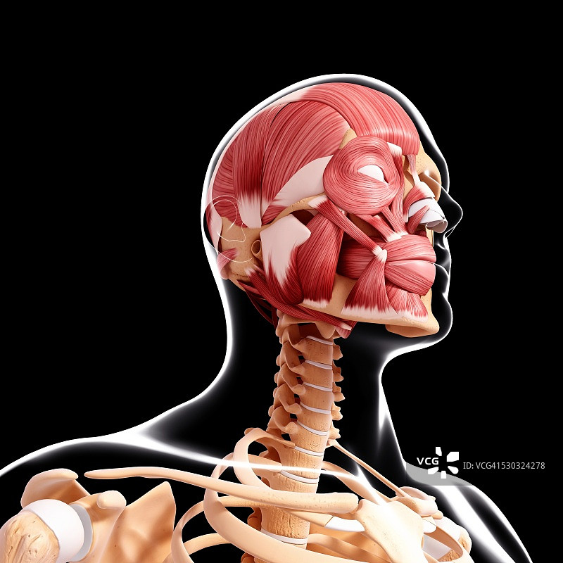 人脑肌肉组织电脑艺术图图片素材