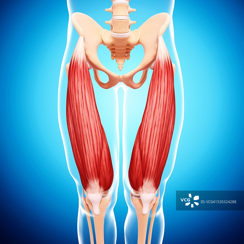 人类腿部肌肉组织，电脑艺术品。图片素材