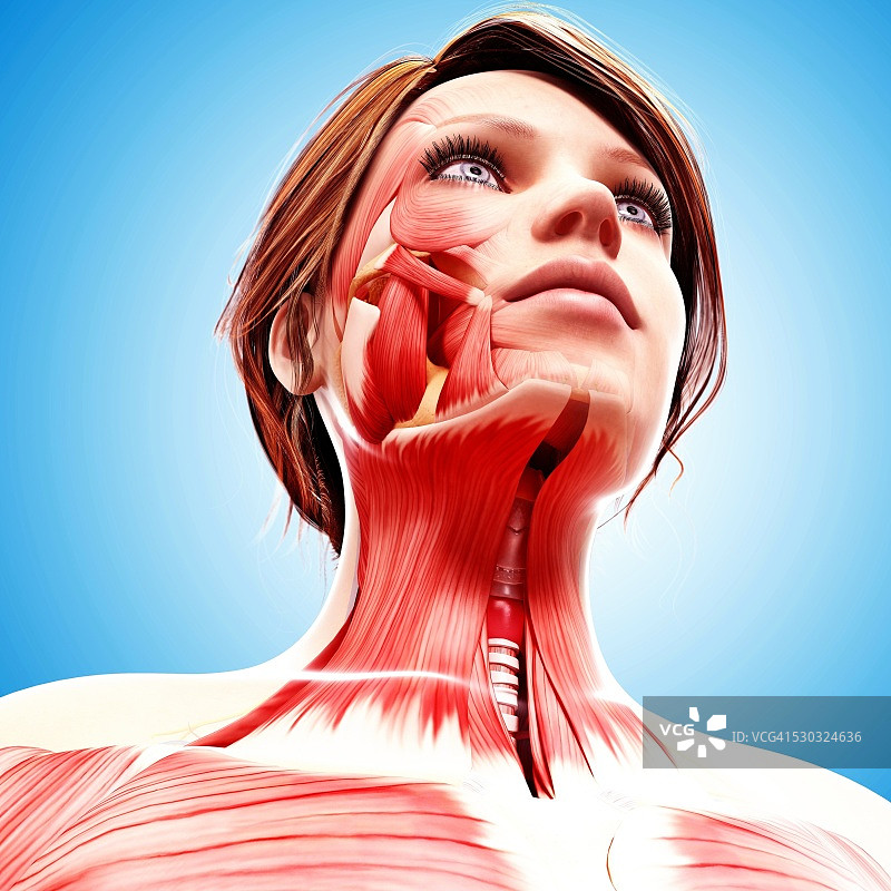 女性头部肌肉结构，电脑艺术作品图片素材