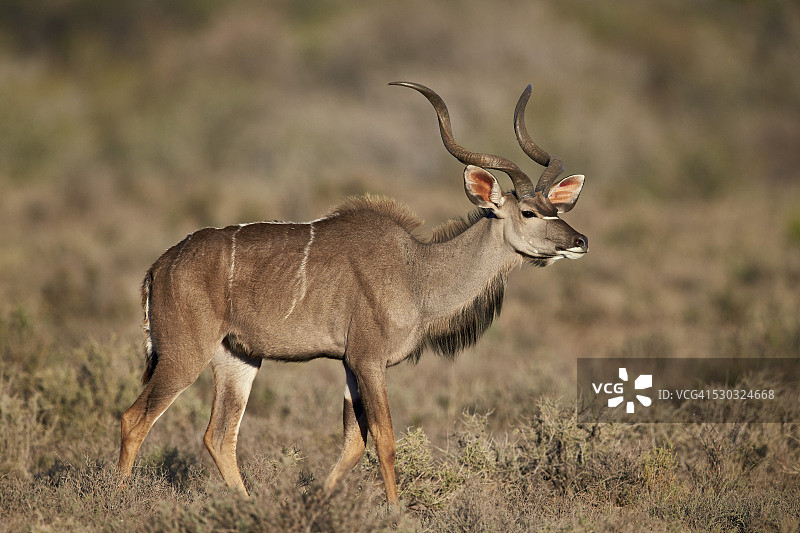 大捻角羚，卡鲁国家公园，南非图片素材