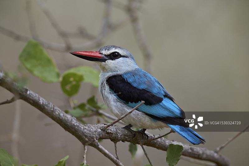林翠鸟，克鲁格国家公园，南非图片素材