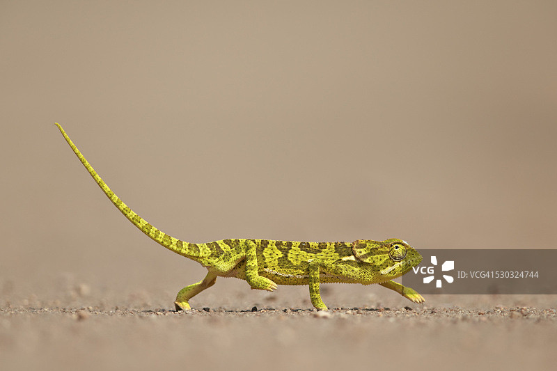 南非克鲁格国家公园的瓣颈变色龙图片素材