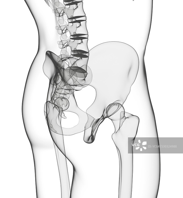 人体骨盆骨骼计算机图图片素材