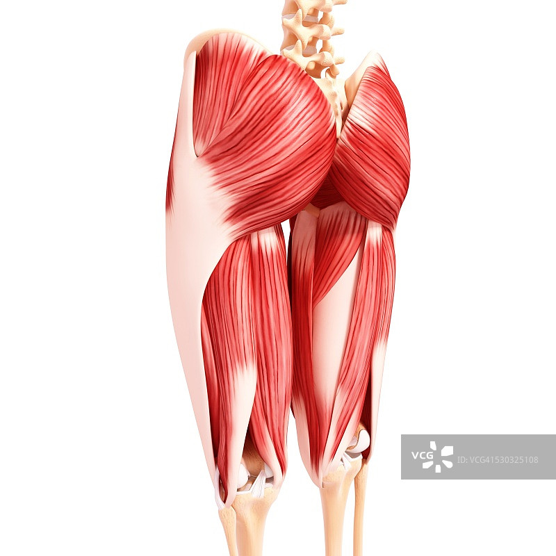 人类肌肉组织，电脑艺术品。图片素材