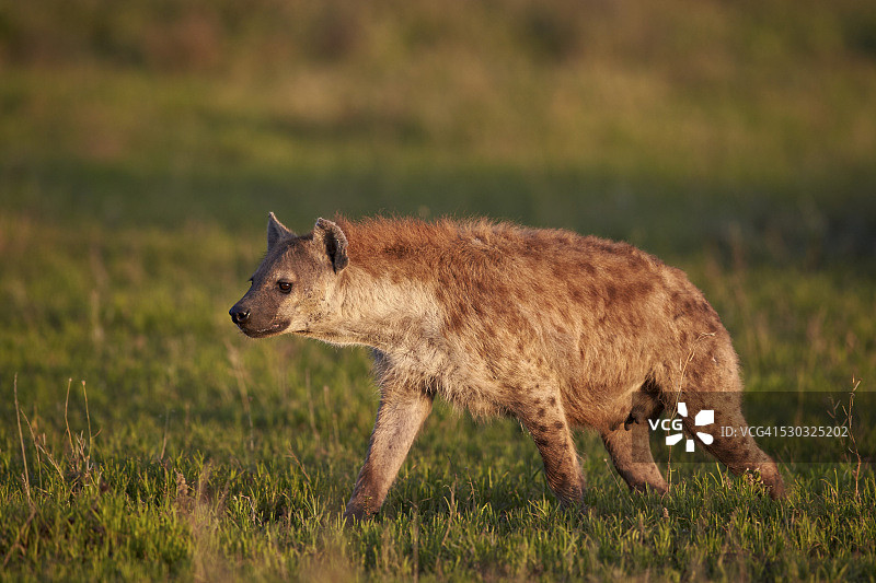 恩戈罗恩戈罗保护区，塞伦盖蒂的斑鬣狗图片素材