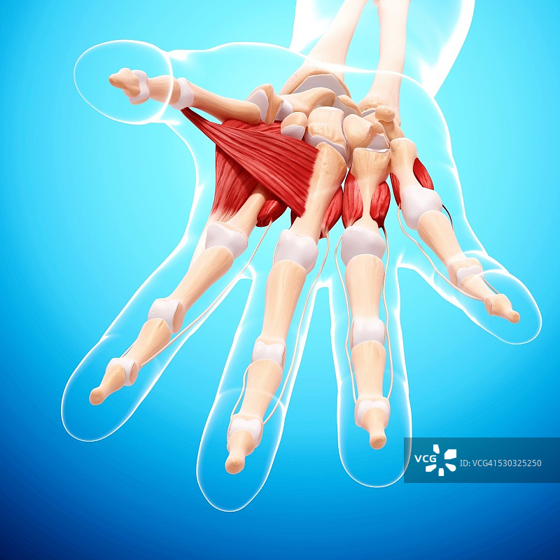 人手肌肉组织电脑艺术图图片素材