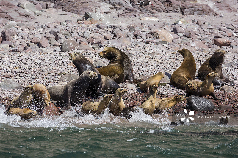 加利福尼亚海狮在墨西哥下加利福尼亚州奔向大海图片素材