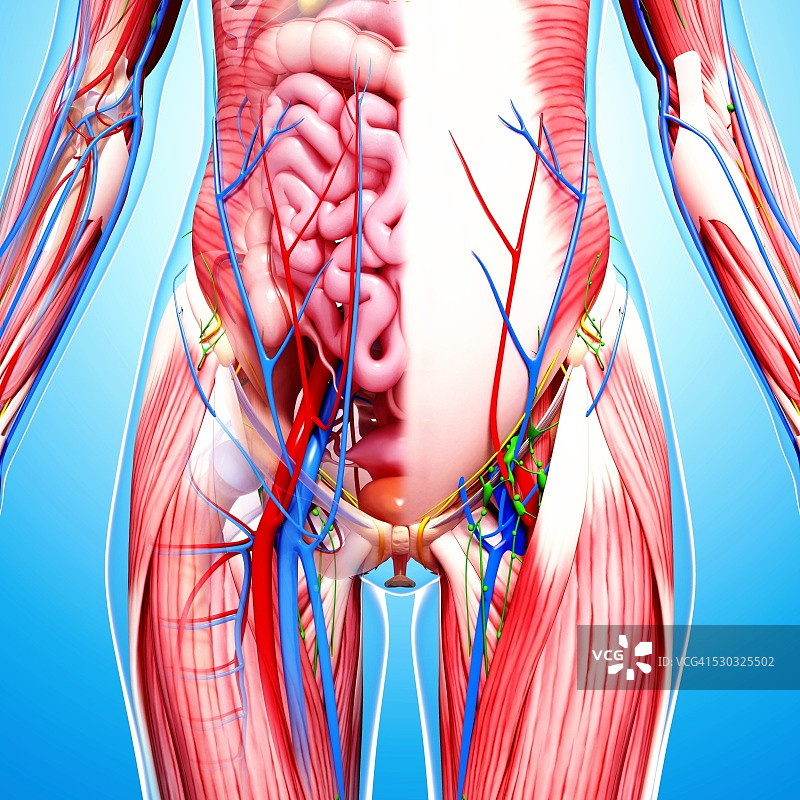 女性解剖学，电脑艺术作品。图片素材