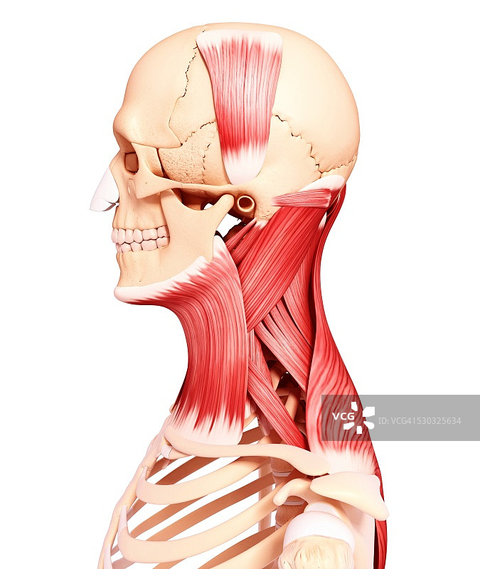 人类颈部肌肉组织电脑图图片素材
