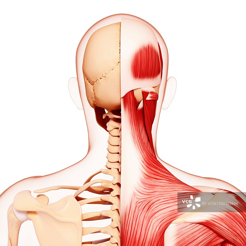 人类肌肉组织，电脑艺术品。图片素材
