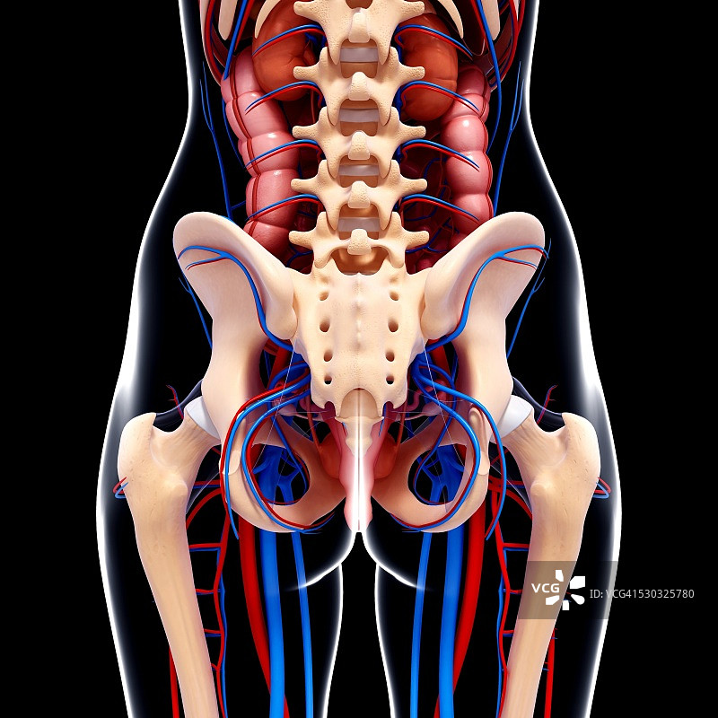 女性解剖学，电脑艺术作品。图片素材