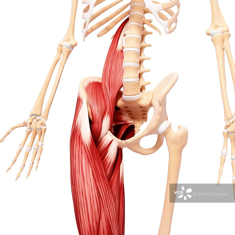 人类肌肉组织，电脑艺术品。图片素材