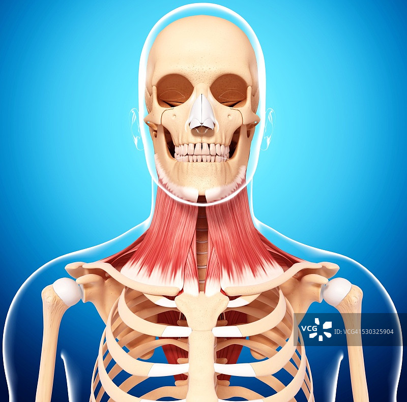 人类颈部肌肉组织电脑图图片素材