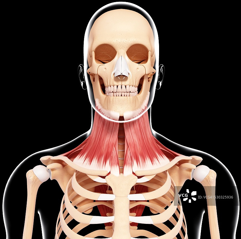 人类颈部肌肉组织电脑图图片素材