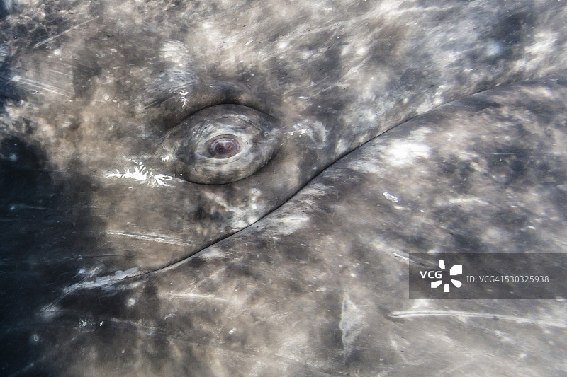 加利福尼亚灰鲸水下眼睛特写，位于墨西哥下加利福尼亚州圣伊格纳西奥泻湖图片素材