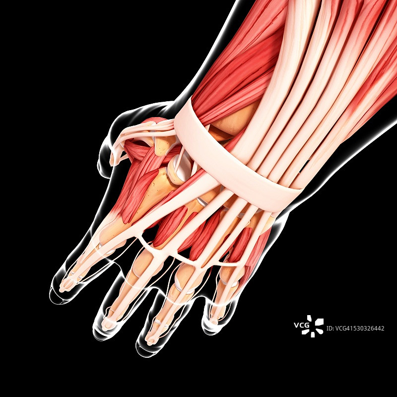 人手肌肉组织电脑艺术图图片素材