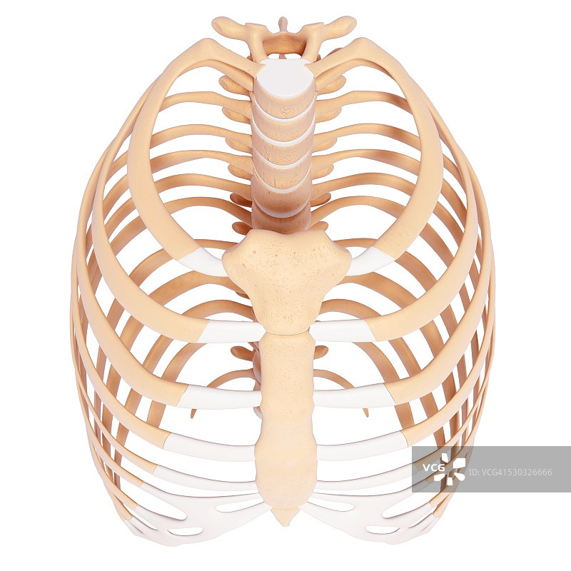 人体肋骨电脑艺术图图片素材