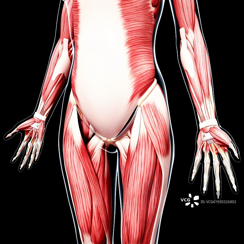 人类肌肉组织，电脑艺术品。图片素材