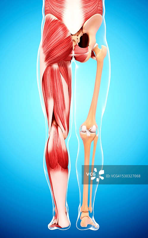 人类腿部肌肉组织，电脑艺术品。图片素材