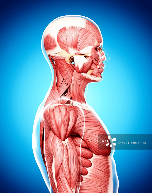 人类肌肉组织，电脑艺术品。图片素材