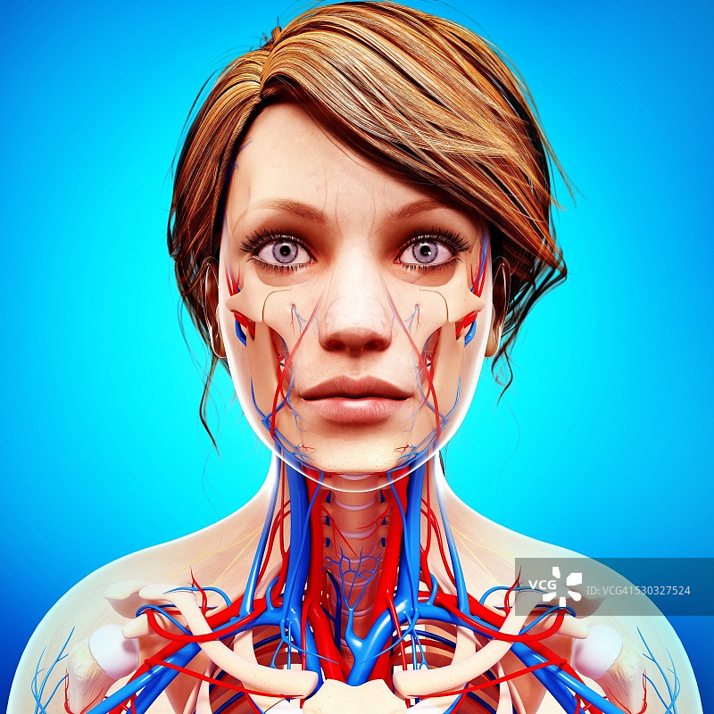 女性心血管系统电脑图图片素材