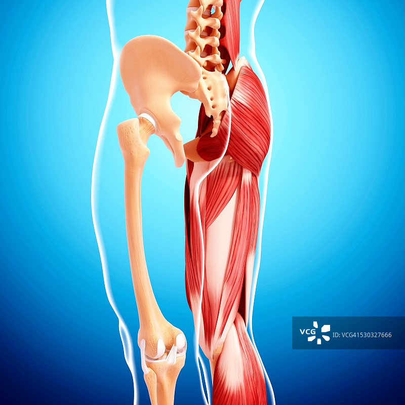 人类腿部肌肉组织，电脑艺术品。图片素材