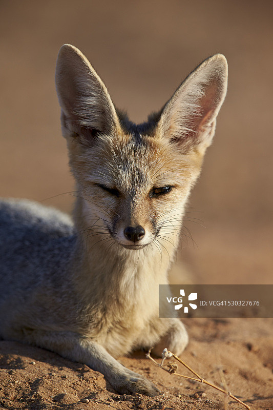 南非卡拉哈迪跨境公园的开普狐图片素材