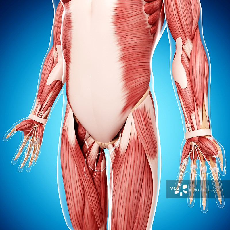 人类肌肉组织，电脑艺术品。图片素材