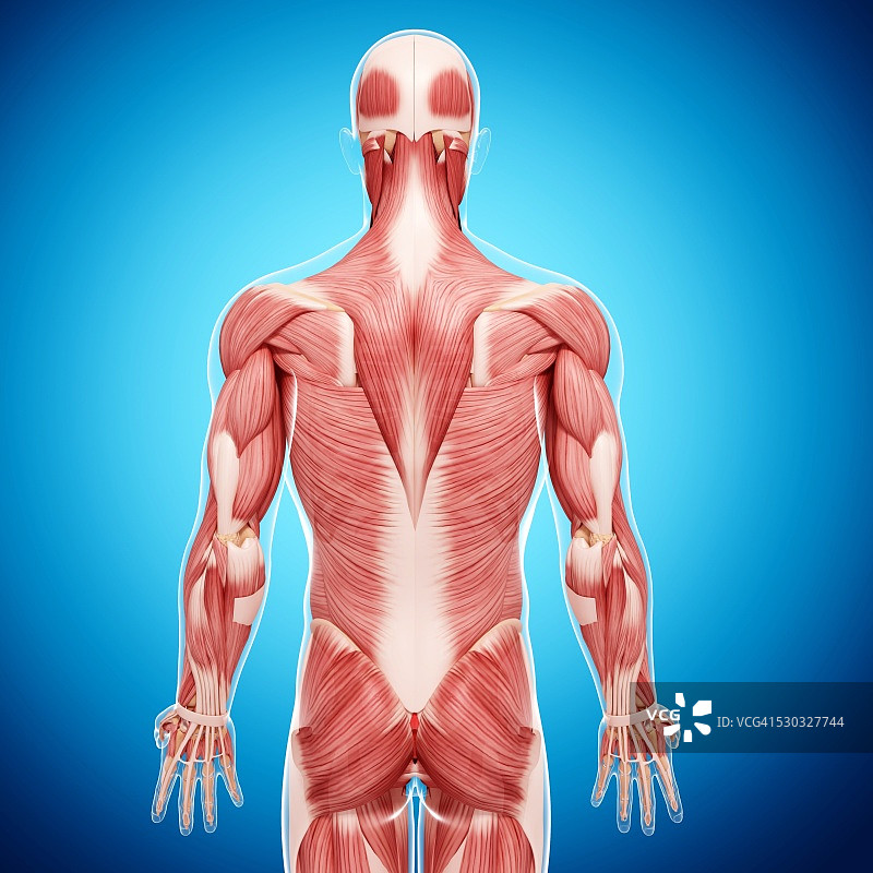 人类肌肉组织，电脑艺术品。图片素材