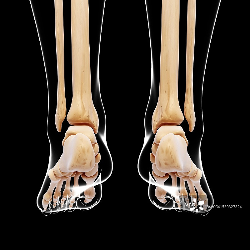 人体腿部骨骼电脑艺术作品图片素材