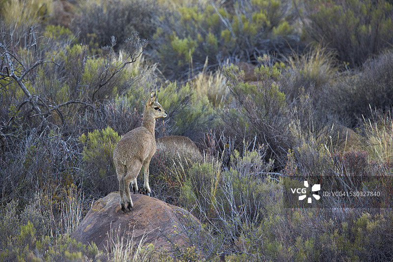 雄性柯氏小羚羊，卡鲁国家公园，南非图片素材