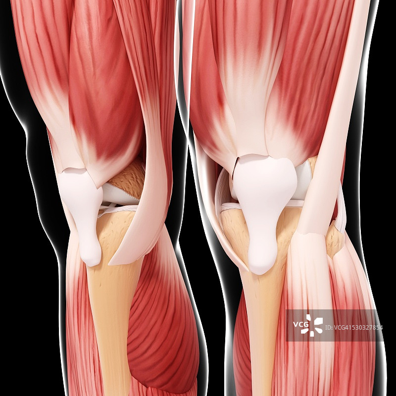 人类腿部肌肉组织，电脑艺术品。图片素材